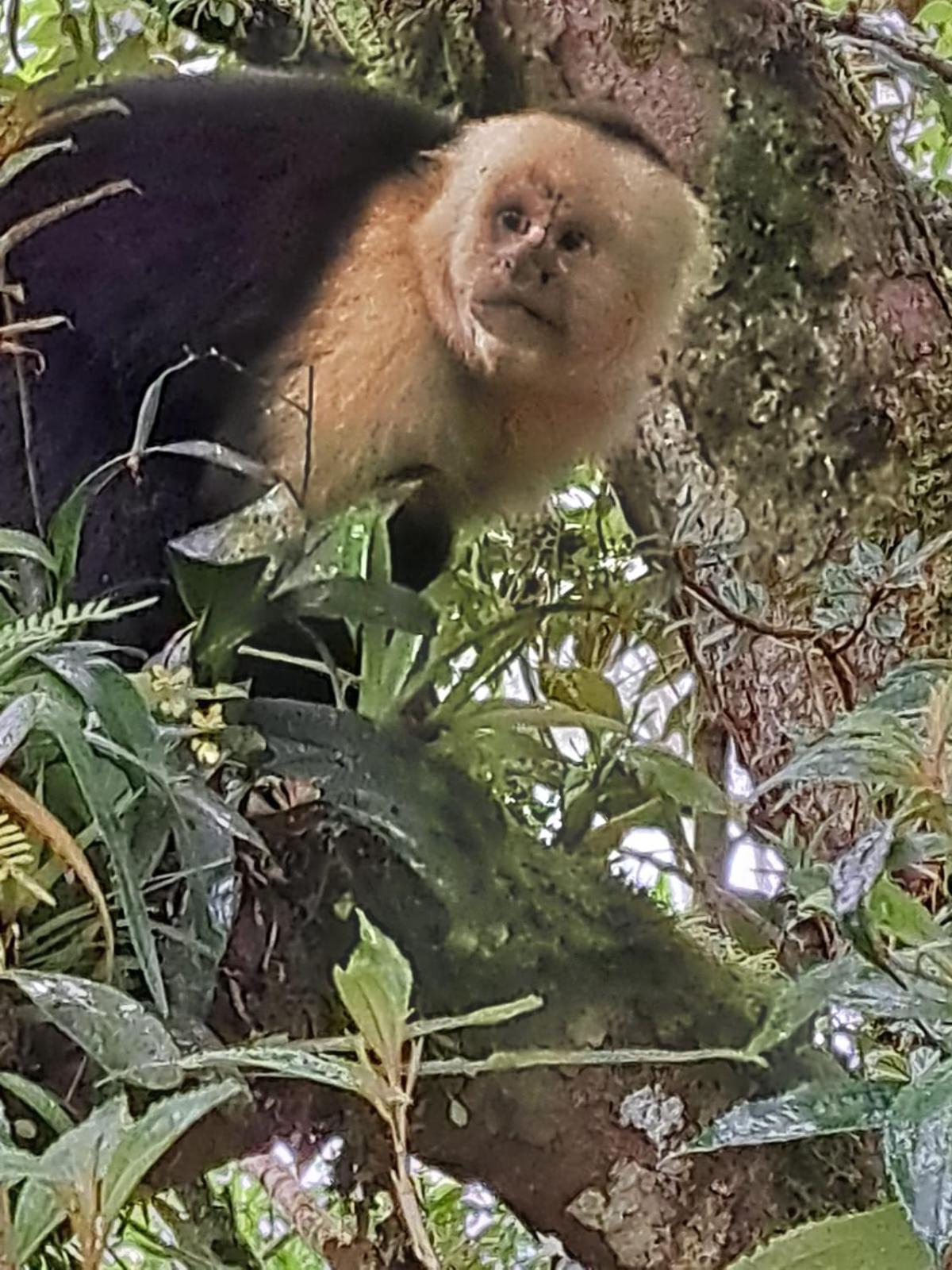 Monteverde Casa Mia, Near Main Attractions And Town! Екстер'єр фото